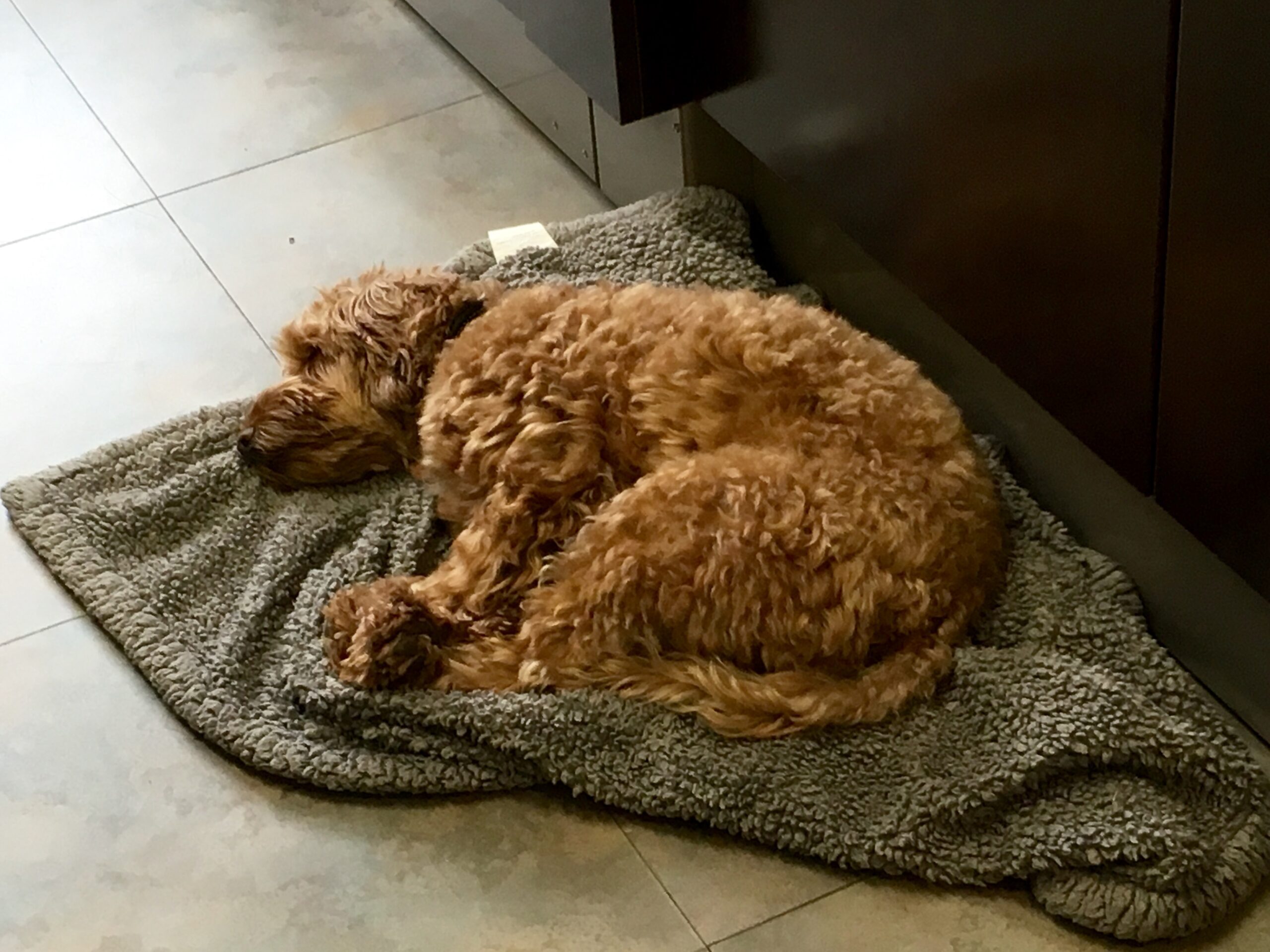 Featured image for “The Benefits of Having Dogs in Medical Settings”